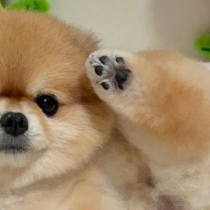 Meet your Posher, Han thar